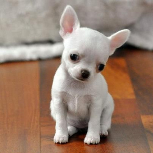Cachorro Chihuahua Blanco Cabeza De Manzana 28