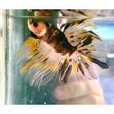 Betta Koi Tiger L Importada - Macho