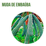 3 Mudas De Embaúba - Nativa Reflorestamento - 70cm A 100cm