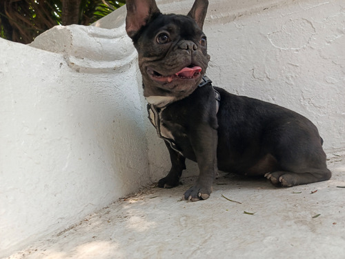 Bulldog Francés Hembra 7 Y 8 Meses 