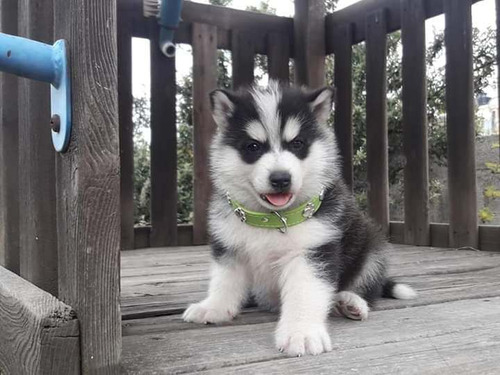 Cachorros Husky Siberiano Con Cartilla