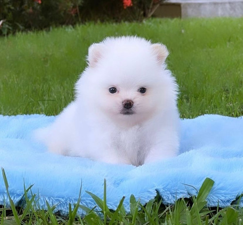 Vendo Hermosos Cachorros Pomerania 