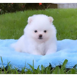 Vendo Hermosos Cachorros Pomerania 