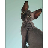 Gato Sin Pelo Sphynx Egipcio.  Disponibles . Criadero Legal