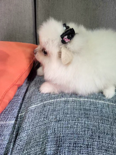 Spitz Alemão/lulu Da Pomerania Branco