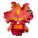 1 Muda De Orquidea  Pot Helga Margareth Gray  Jovem E Linda!