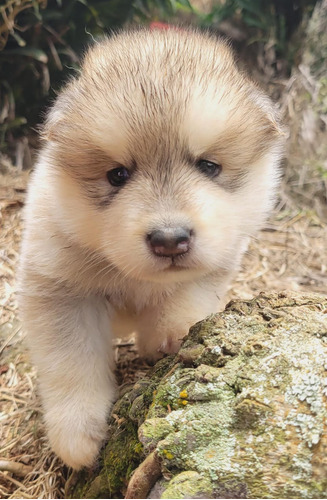 Cachorros Alaskan Malamute De Pelo Largo