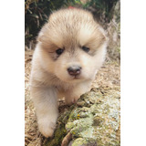 Cachorros Alaskan Malamute De Pelo Largo