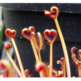 Kit De Cultivo Drosera Binata