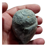  Amonites Fósiles Naturales Coleccion  Esp000592