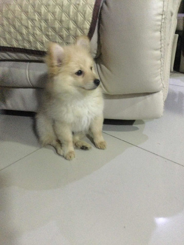 Cachorro Pomerania Spitz