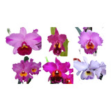 6 Orquídeas Cattleya Divisiones De 3 Bulbos