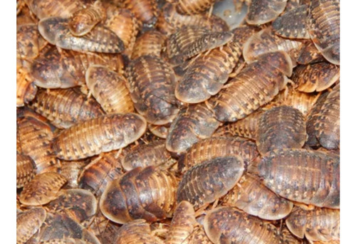 Cucarachas Blaptica Dubia X 50 (medianas), Alimento Vivo.