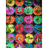 Piedras Decorativas Colores Cactus Suculentas Souvenir Jade