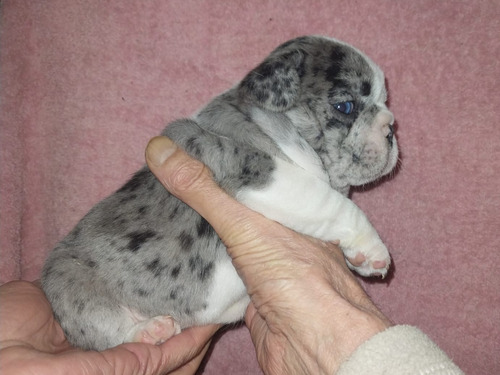 Hembra Bulldog Francés Pied Black Merle Exótica 