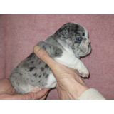 Hembra Bulldog Francés Pied Black Merle Exótica 