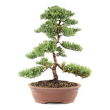 Brussel's Bonsai - Arbol Bonsai De Enebro Monticulo Verde Pa