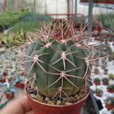 Semillas Cactus - Gymnocalycium Quehlianun