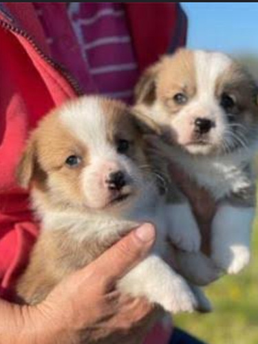 Corgi Cachorros 