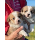 Corgi Cachorros 