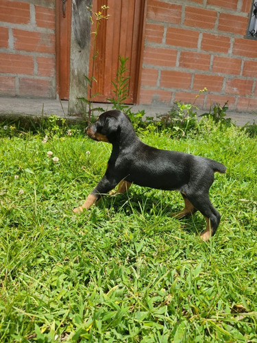 Precio De Perro Doberman