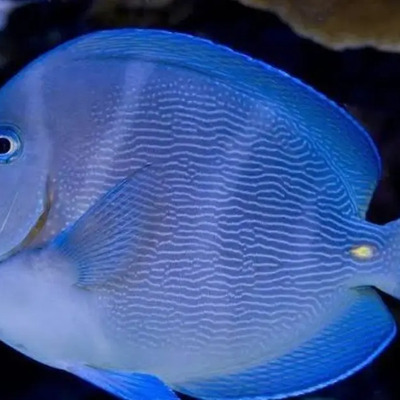 Peces  | MercadoLibre