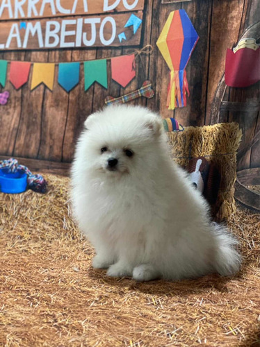 Macho Spitz Alemão Branco