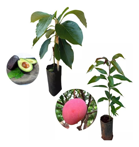 Combo 2 Plantas Frutales - Palta Hass Y Mango Injertados!!!