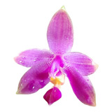 Orquídea Exótica Coleção Rara Phalaenopsis Violacea