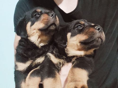 Rottweiler Cachorros Machitos Listos Para Entregar