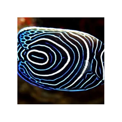 Pez Angel Emperador Juvenil Acuario Marino Peces  | MercadoLibre