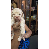 Perritos Poodle Toys