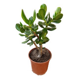 Crassula Ovata Jade - Planta De La Abundancia Y Prosperidad