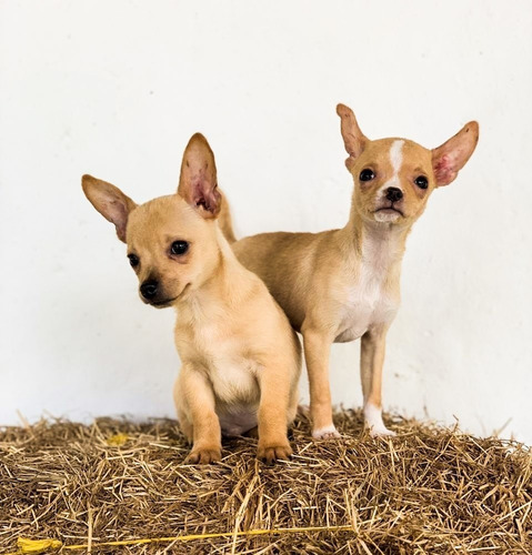 Cachorros Chihuhua Mini Mascotas Rionegro Medellin