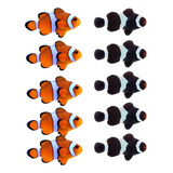 Peixe Palhaço Nemo Ocellaris + Black Ocellaris - 10 Peixes