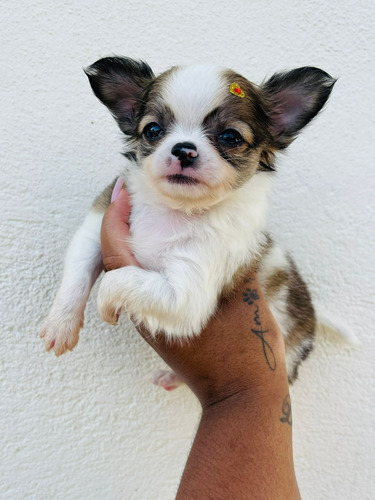 Chihuahua Pelo Longo E Curto Na Promoção 