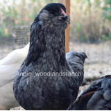 Gallinas De Raza Ameraucana