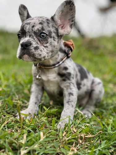 Cachorro Bulldog Frances Hembra