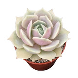 Echeveria Lola Pink ( Suculenta ) Exotica De Coleccion