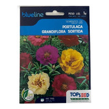 10.000 Mil Sementes Flor Onze Horas Portulacas Dobradas 