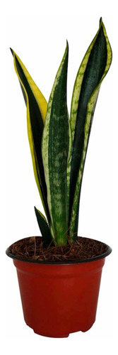 Planta Sansevieria, Lengua De Suegra, Planta De Interior