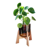 Planta Interior Cuchara Little Terrario 16 Con Soporte