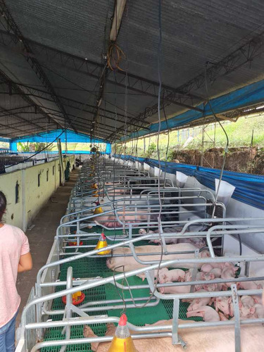 Finca Porcicola De Cria En La Magdalena Buga - Imagen 3