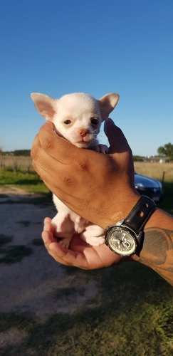 Chihuahuas Pelo Corto 