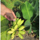 Sementes Musa Mannii Mini Banana Para Mudas, Vasos E Jardins