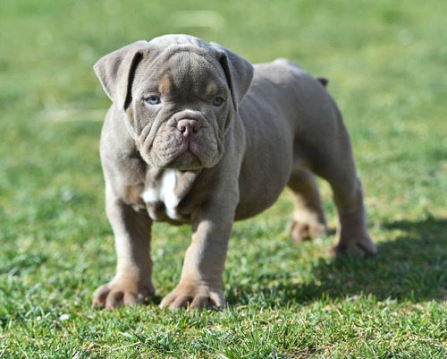 Cachorros American Bully Pocket Disponibles