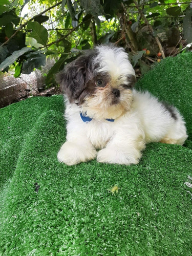 Perros Cachorros Shih Tzu Chitsu Shizu Chizu Perritos Puppy