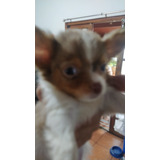 Chihuahua Menino