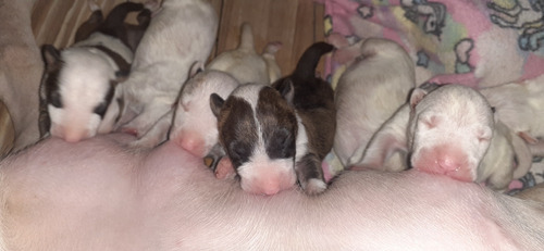 Bullterrier Cachorros Con Fca                  Kame House 23