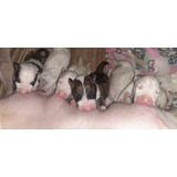 Bullterrier Cachorros Con Fca                  Kame House 23